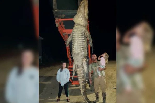 Homem captura jacaré de 500 kg na Flórida (Foto: Reprodução)