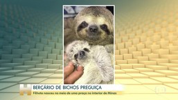 Filhote de bicho-preguiça nasceu no meio de uma praça no interior de Minas Gerais