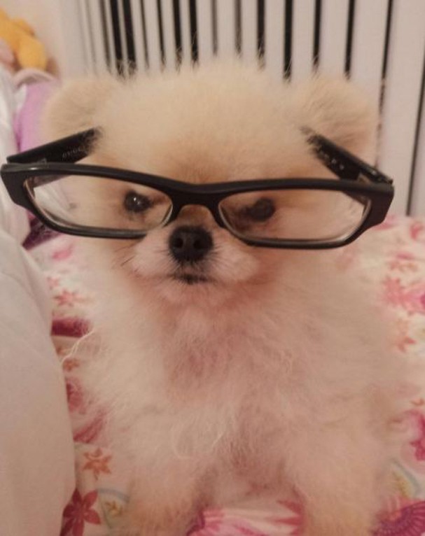 Zoe: a cachorra emburrada (Foto: reprodução/instagram) Zoe: a cachorra emburrada (Foto: reprodução/instagram)