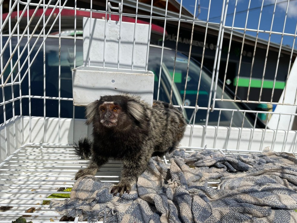 Sagui em Piracicaba resgatado pela PM — Foto: Núcleo de bem-estar animal de Piracicaba