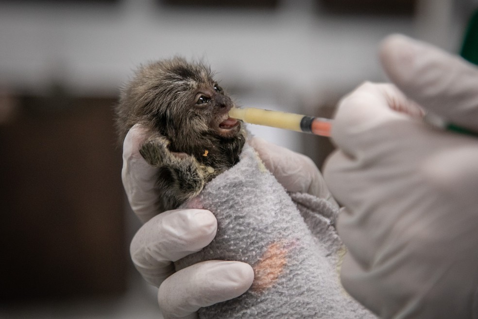 Na palma da mão. O filhote de mico é alimentado através de uma seringa — Foto: Brenno Carvalho