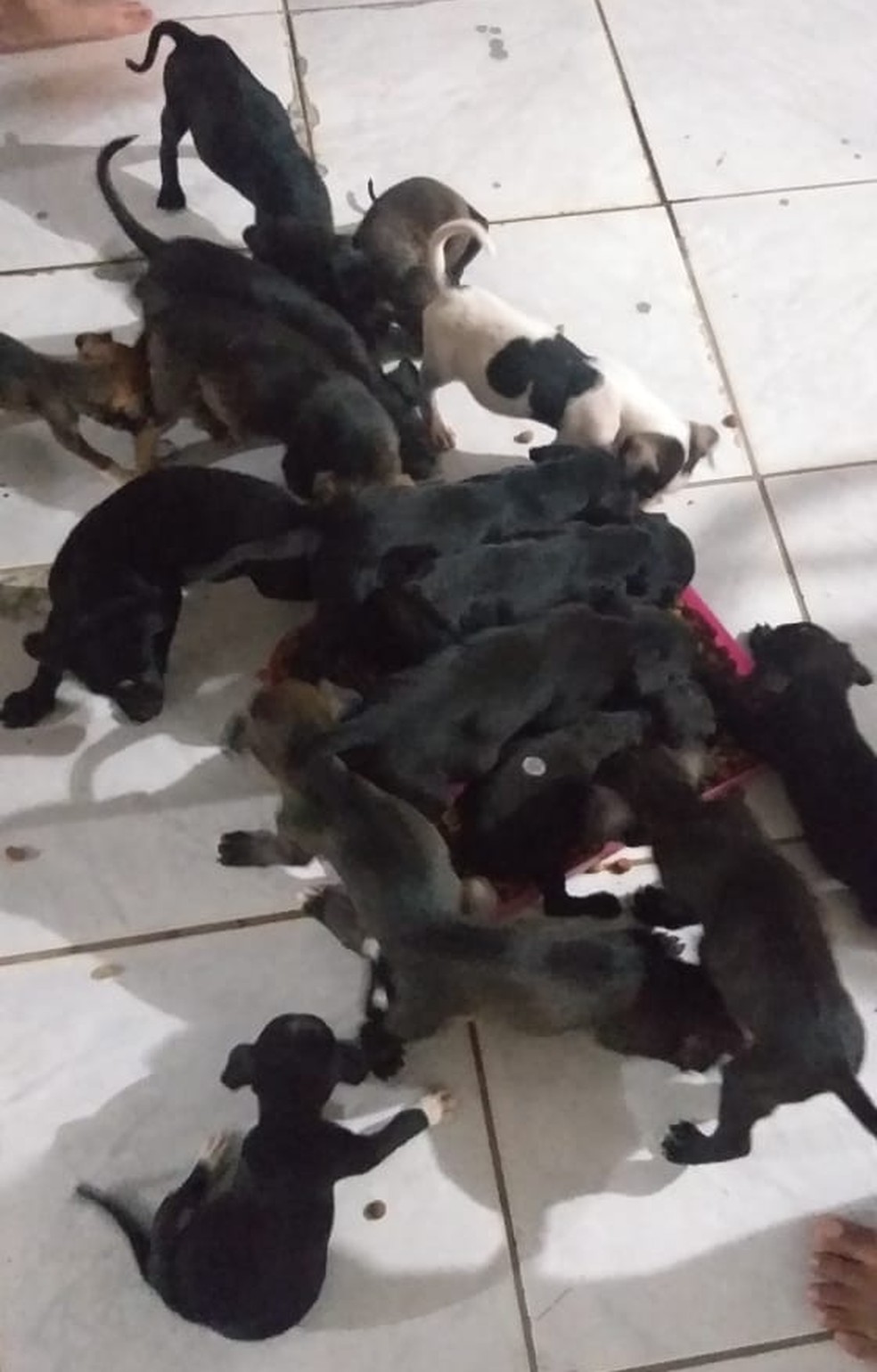 Cachorrinhos serão levados ao veterinário em Porto Velho.  — Foto: Arquivo pessoal
