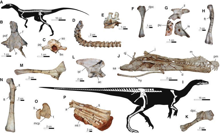  (Foto: Skeletal Features of Ixalerpeton polesinensis and Buriolestes schultzi/A Unique Late Triassic Dinosauromorph Assemblage Reveals Dinosaur Ancestral Anatomy and Diet)