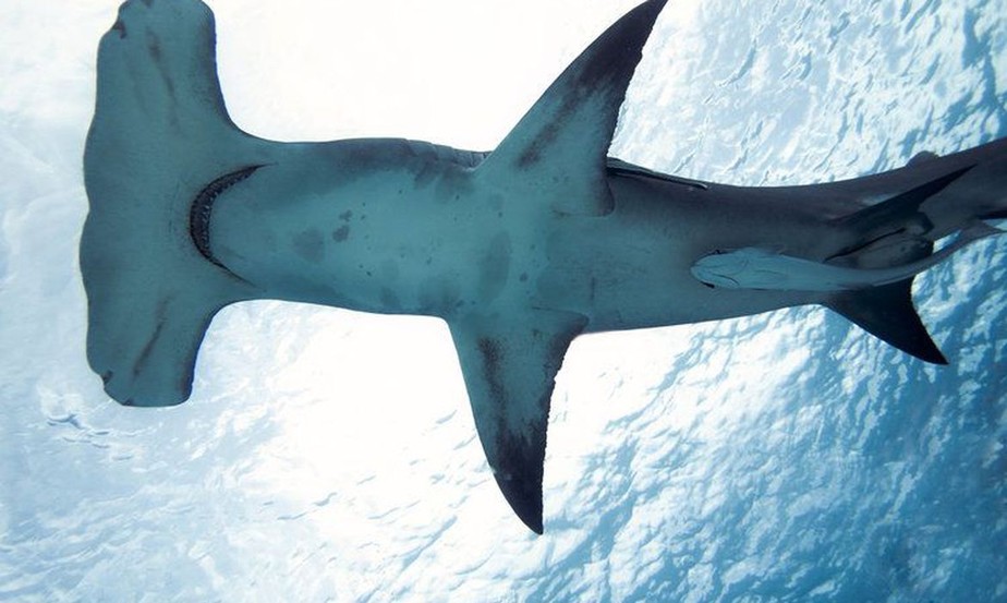 Espécie rara de tubarão-martelo é avistada no litoral da Paraíba
