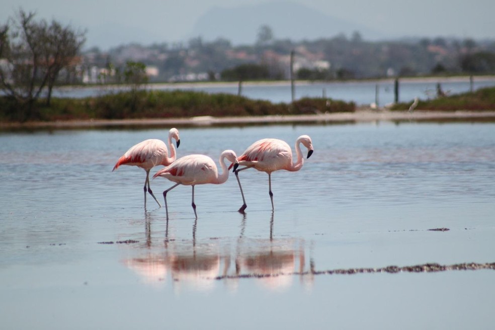 Flamingos-chilenos na Lagoa de Araruama. â€” Foto: Geraldo Lima
