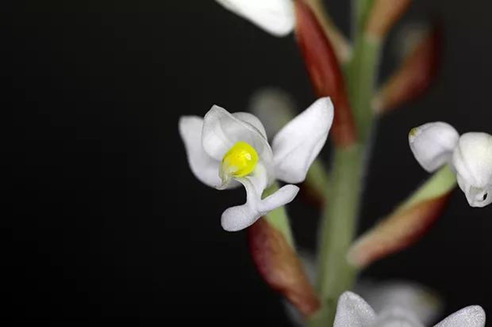 10 tipos de orquídeas que você precisa conhecer | Paisagismo | Casa Vogue