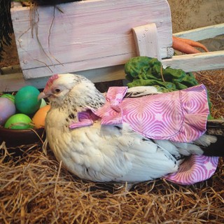 Sua empresa, a Pampered Poultry, é focada em que tem os frangos como pets. Como eles fazem muito cocô, as fraldas ajudam a manter a casa limpa.