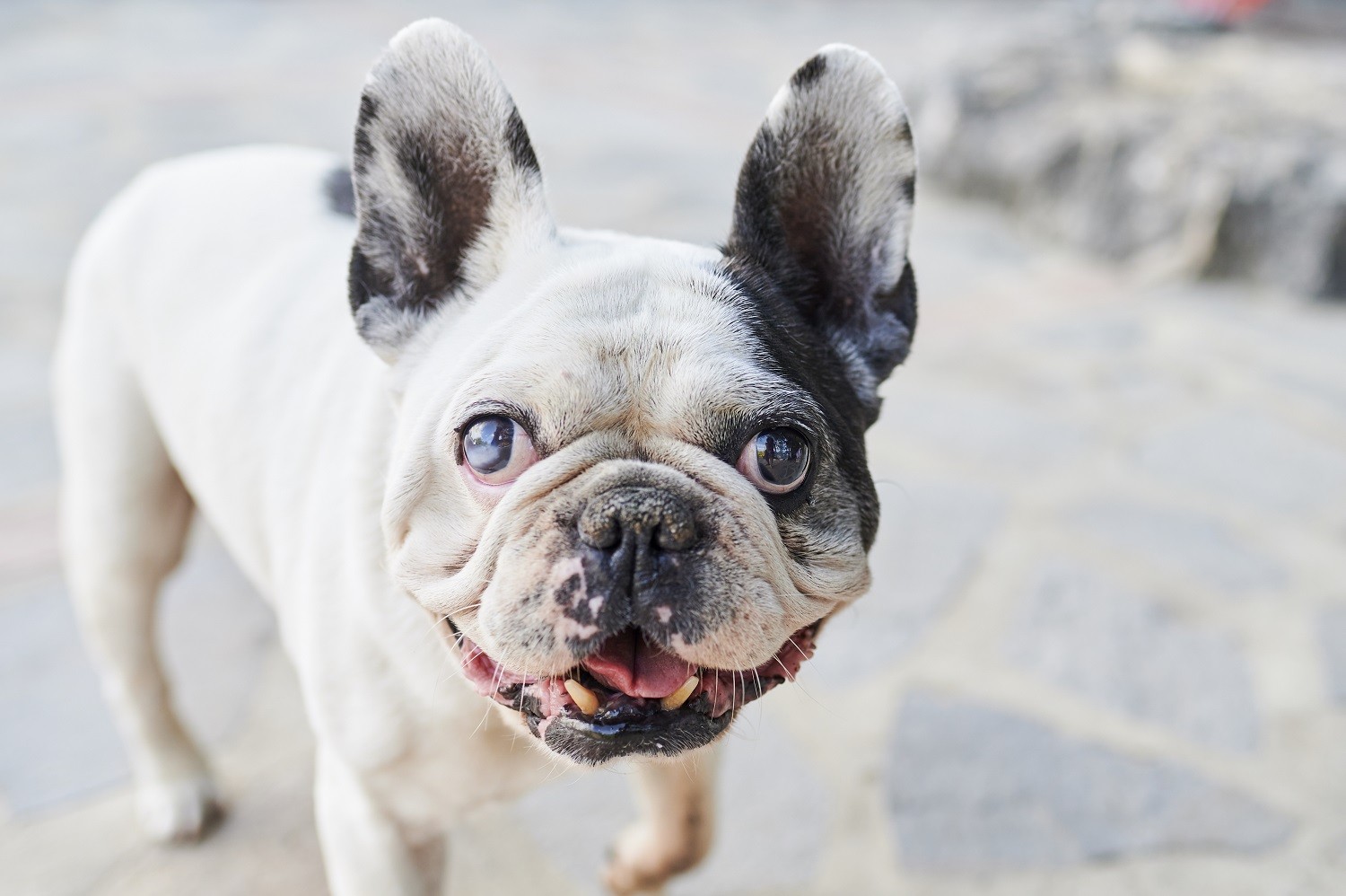 A doença tem prevalência maior em cães idosos, mas pode acometer animais de todas as idades (Foto: Getty Images)