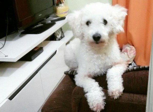 Saiba O Que E E Como Tratar A Epilepsia Canina E O Bicho G1