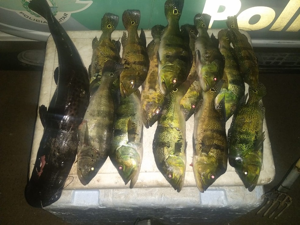 Polícia Ambiental apreendeu peixes e materiais utilizados em pescaria irregular — Foto: Polícia Ambiental