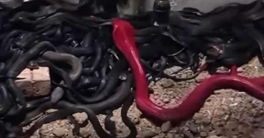 Serpente chamou atenção pela cor vibrante e fora do comum