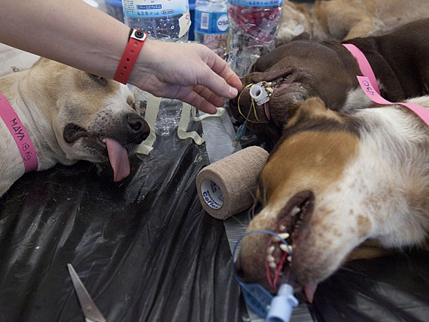 Cães esterilizados (Foto: Victor Ruiz Garcia/Reuters)