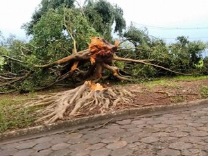 Arandu teve queda de árvores na região central da cidade (Foto: Divulgação/Portal Arandu)