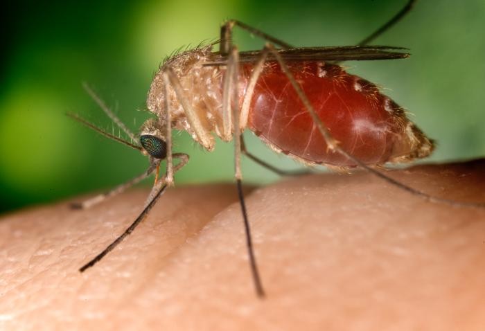 Os mosquitos, como todos os insetos, são essenciais para a manutenção do equilíbrio na cadeia alimentar. Na foto, o pernilongo comum (Culex quinquefasciatus) (Foto: Wikipedia/ Jim Gathany/ Wikimedia Commons)