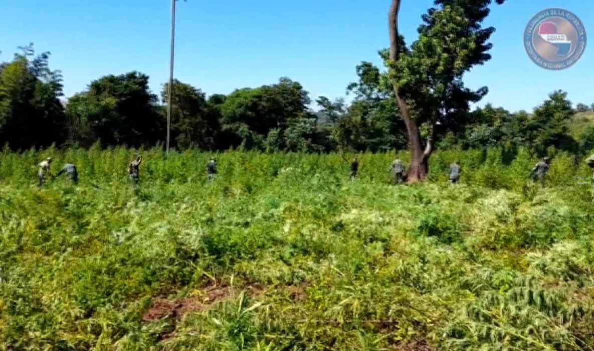 Mais de 50 hectares de plantação de maconha são destruídos durante operação da PF junto ao Paraguai