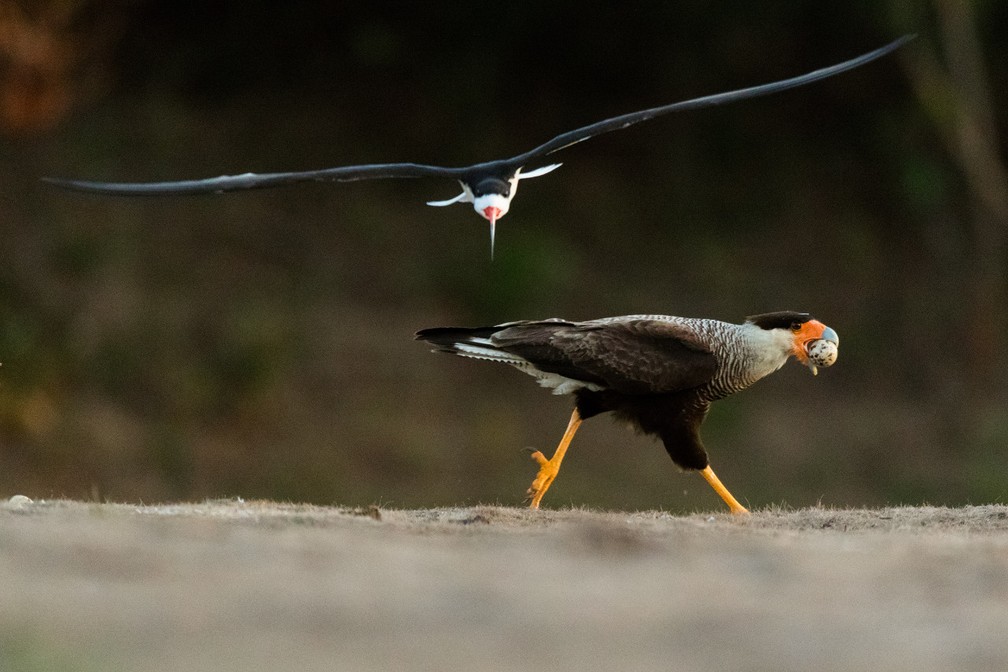 Talha-mar atacando um carcará que roubou seu ovo, no rio Negro, Pantanal de MS — Foto: Daniel De Granville Manço/ Arquivo pessoal