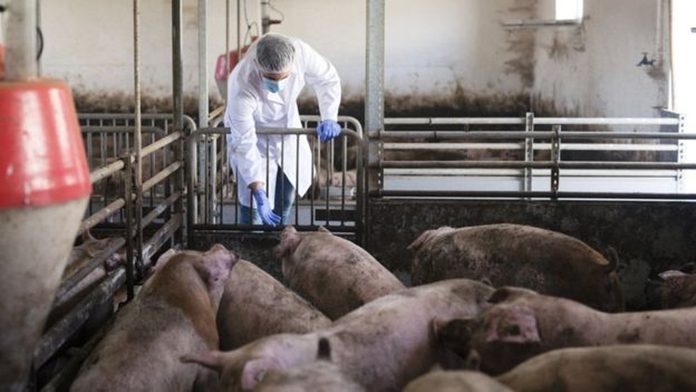 Produção em larga escala de animais com fins alimentícios está associada ao uso de antibióticos — Foto: Getty Images