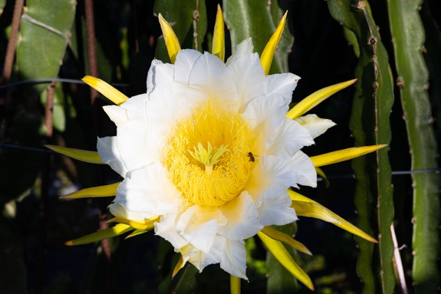 Como cultivar flor-de-pitaya, planta com propriedades medicinais que  combate o colesterol - Casa Vogue | Smart