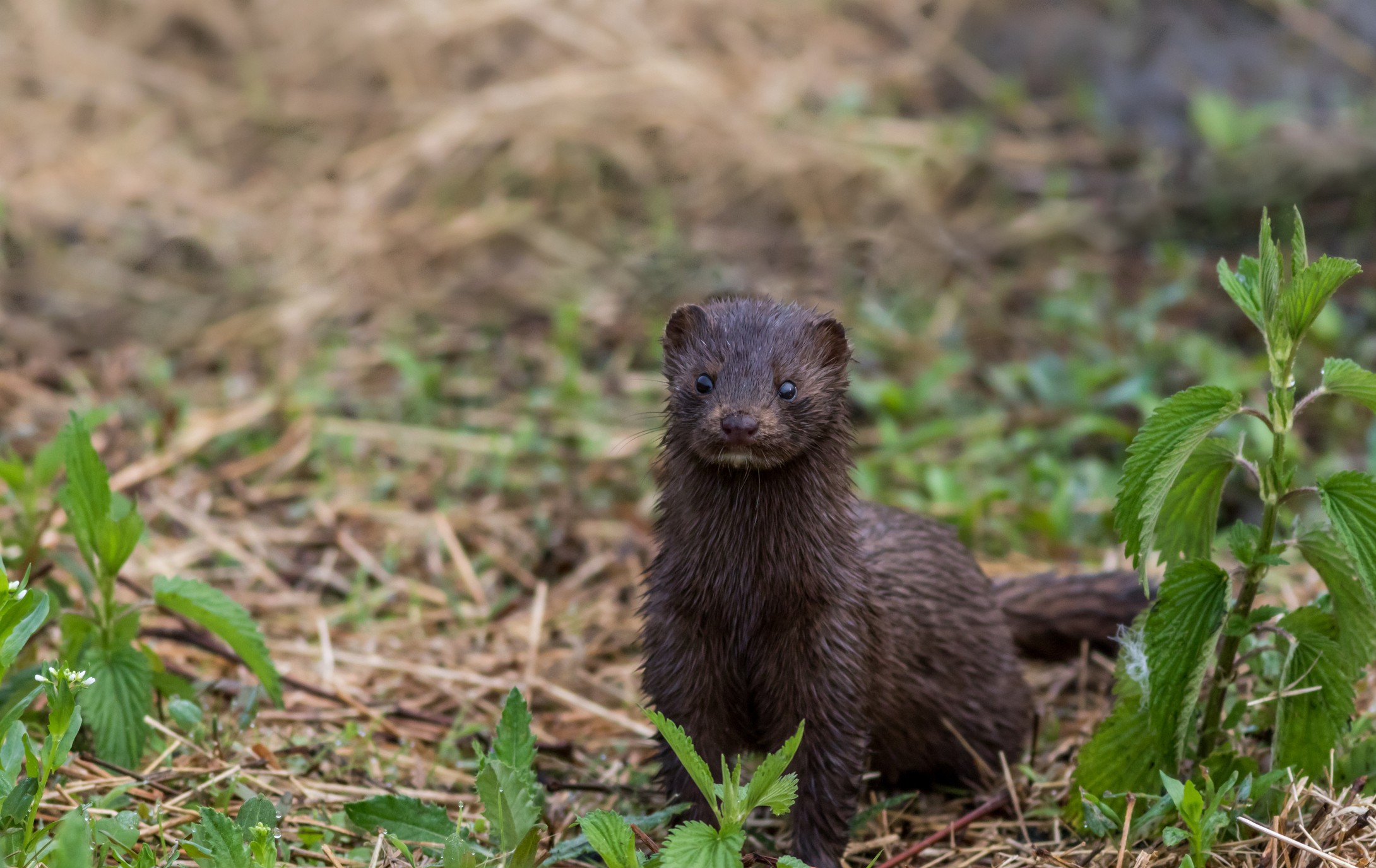 Mink, Mustelidae, with brown fur on grassy trail on a spring morning (Foto: Getty Images/iStockphoto)