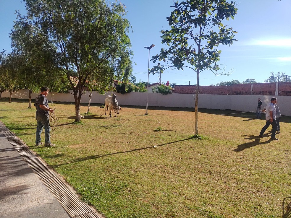 Boi que invadiu pátio de escola em Tatuí é capturado — Foto: Arquivo Pessoal 