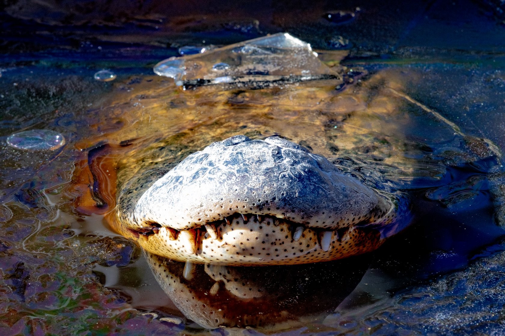 Os jacarés que se congelam costumam deixar apenas o focinho para fora d'água (Foto: The Swamp Park/ Reprodução)
