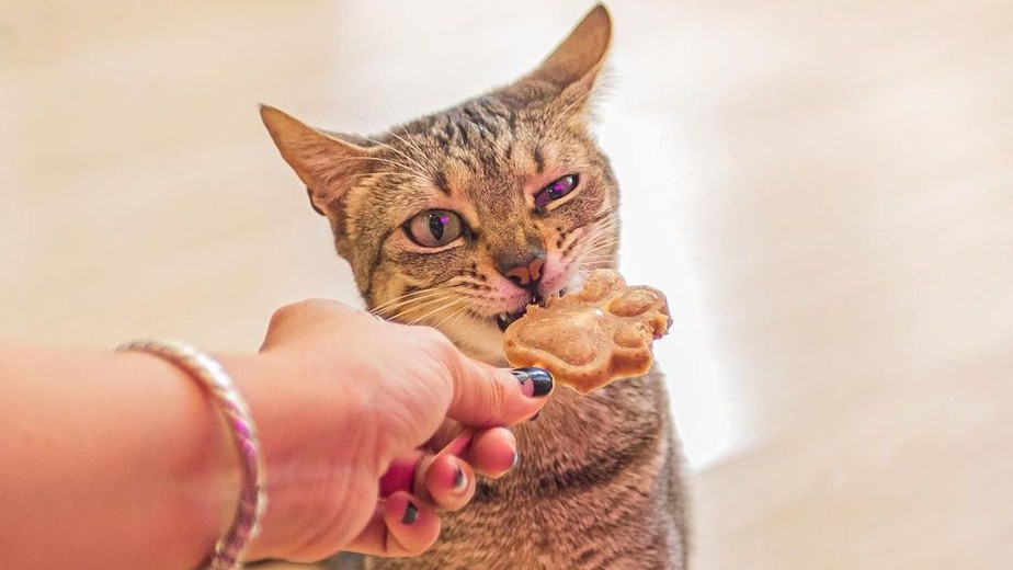 Cafeteria oferece expresso, comidinhas e... carinho nos gatinhos. Febre no Japão, os 