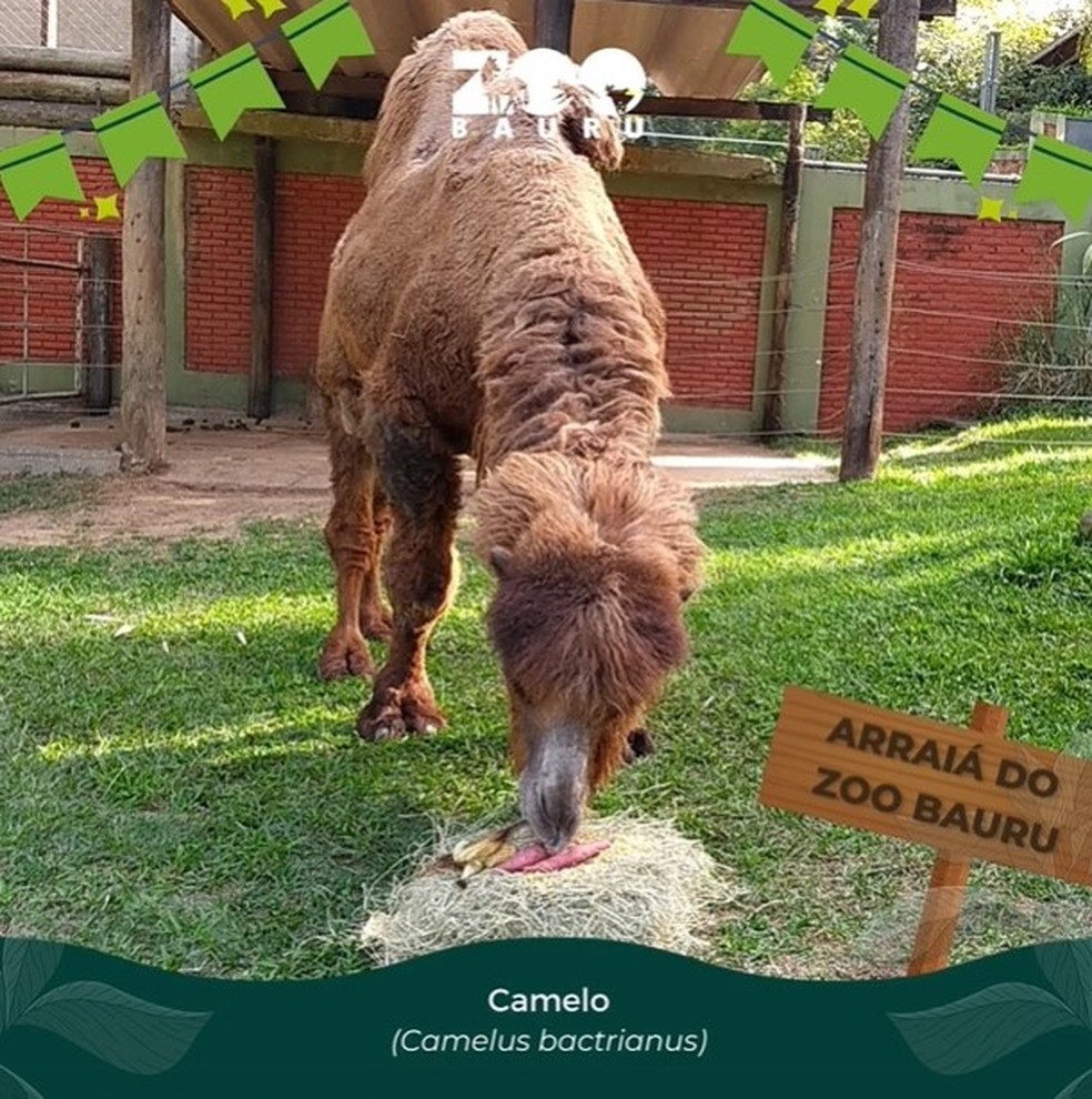 Animais de zoológico de Bauru ganham ‘arraiá’ junino com comidas típicas  — Foto: Zoológico de Bauru/Divulgação