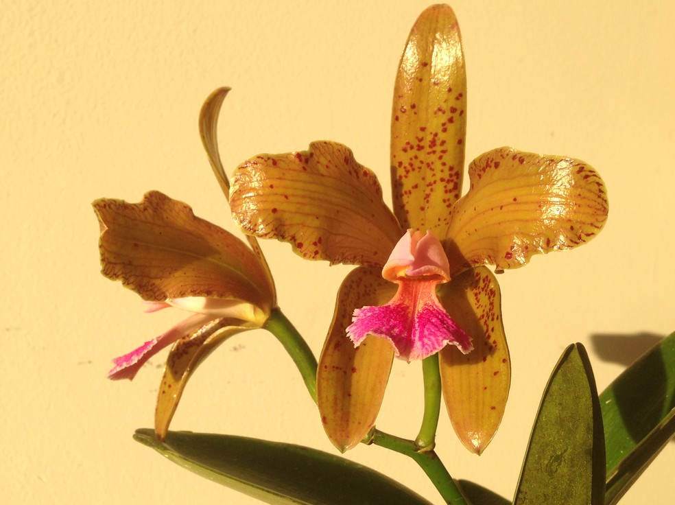 Lei transforma orquídea em flor símbolo do Rio Grande do Norte | Rio Grande  do Norte | G1