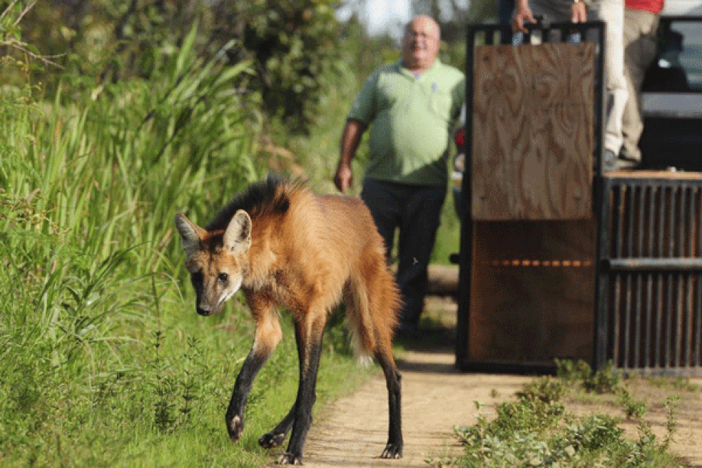 De volta: soltura de uma loba-guará suspeita de atropelamento na Chapada dos Veadeiros. — Foto: Pedro Ventura/Agência Brasília