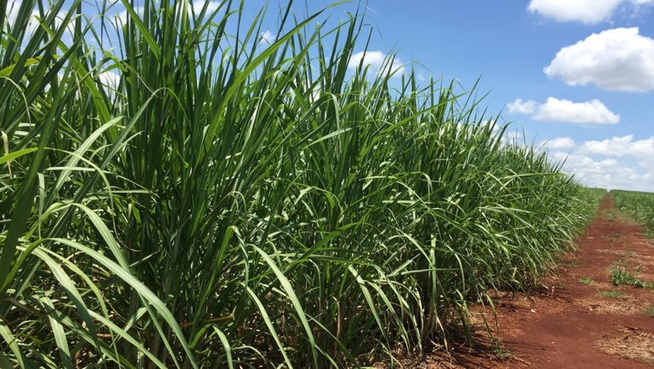 Linha de produtos voltados à cana-de-açúcar é um dos focos da companhia no Brasil
