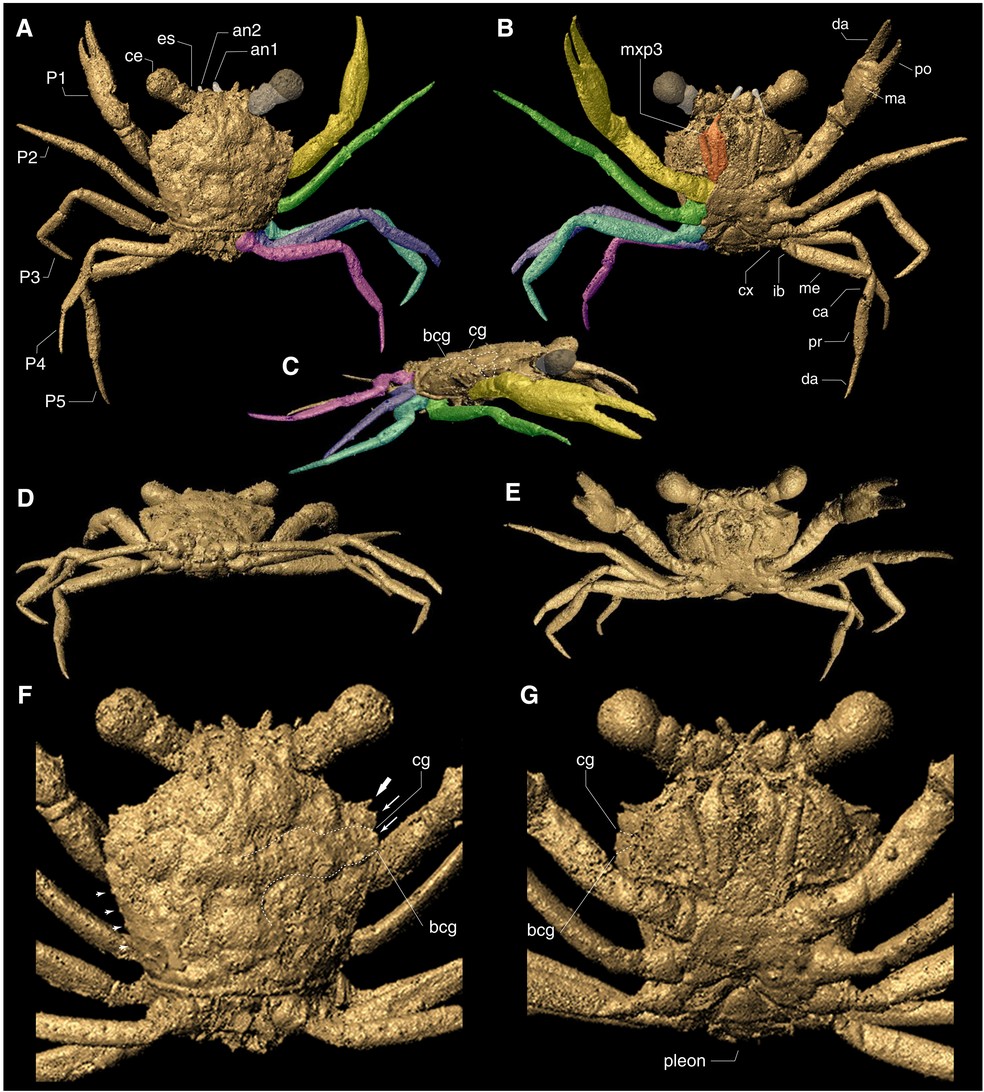 Reprodução 3D do fóssil do caranguejo — Foto: Revista Science Advances / Elizabeth Clark e Javier Luque