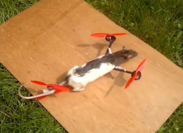 G1 - Adolescente holandês constrói 'rato helicóptero' após roedor