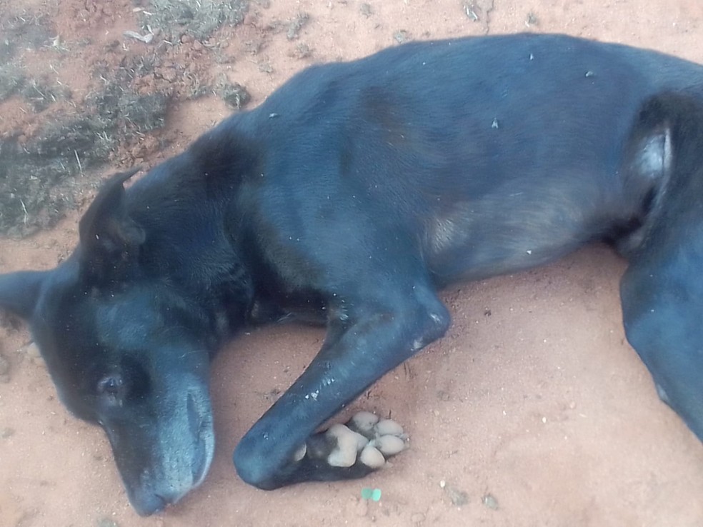 Animais apresentaram condições clínicas semelhantes na zona rural de Mossoró — Foto: Elisângela Moura/Cedida