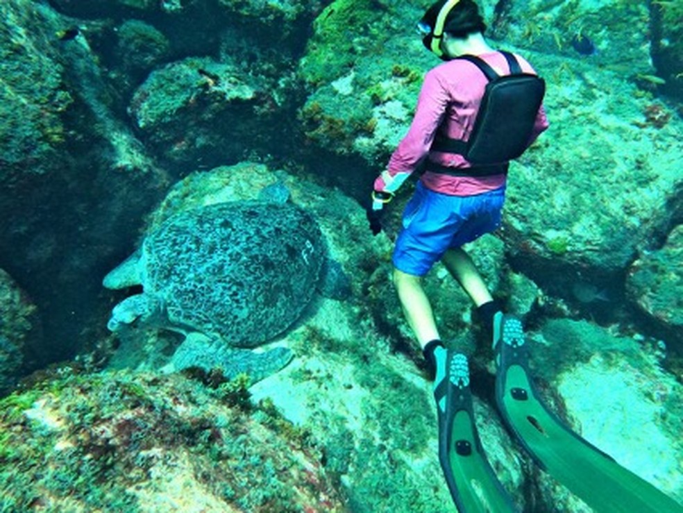 Pesquisadores fazem mergulhos para observar as tartarugas  — Foto: Luis Felipe Bortolon/Divulgação