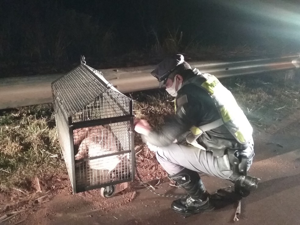 Felino foi imobilizado para ser encaminhado para a Apass de Assis — Foto: Polícia Rodoviária
