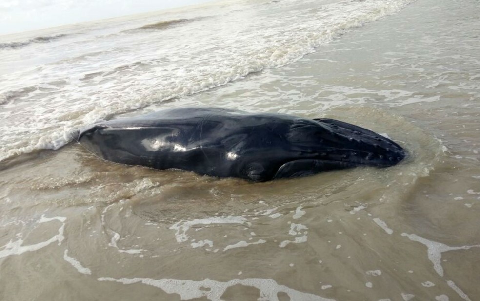 Filhote de baleia foi encontrado morto em praia do sul da Bahia (Foto: Site Prado Online)