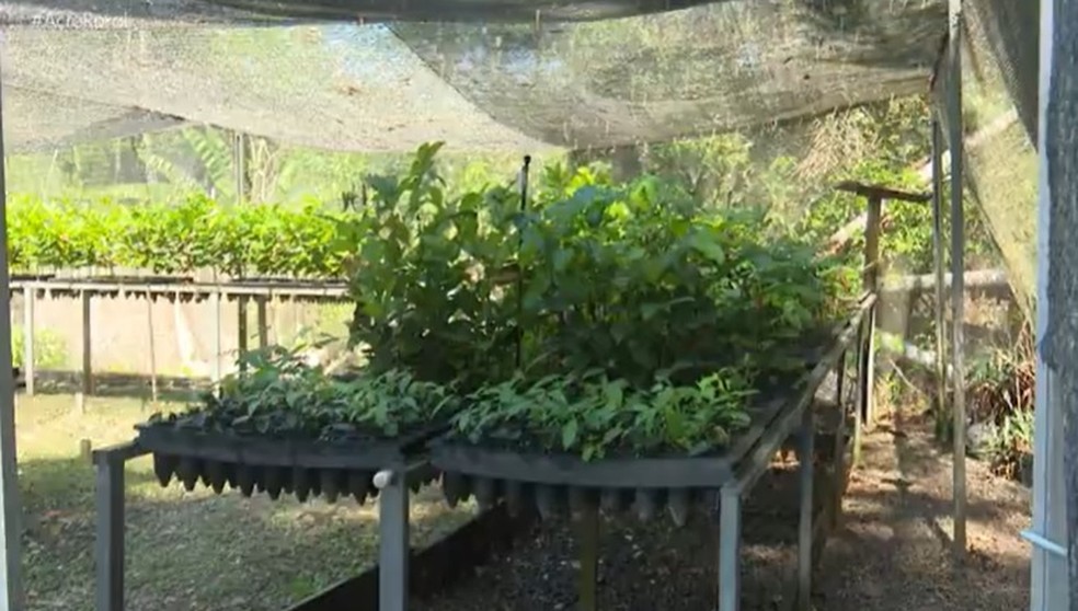 Pesquisa reativa viveiro da Funtac e mais de cinco mil mudas foram produzidas em dois anos — Foto: Reprodução/Rede Amazônica