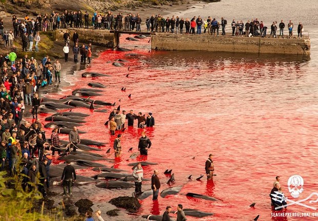 O mar fica tingido com o sangue das baleias piloto mortas nas praias das Ilhas Faroe, um arquipélago pertencente à Dinamarca. A matança é um ritual que acontece todos os anos (Foto: Reprodução/Sea Shepherd Global Facebook)