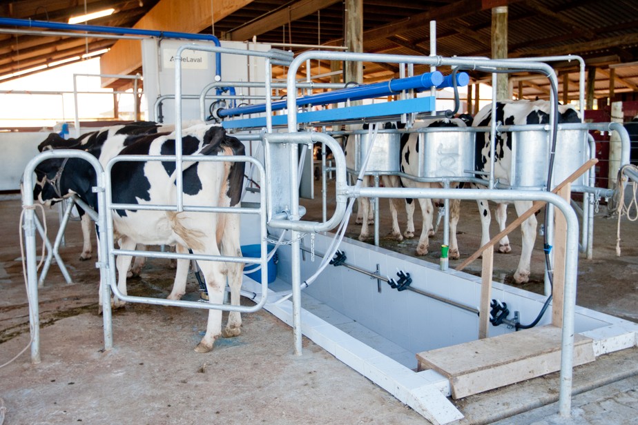 Baixa oferta de matéria-prima no campo tem elevado os preços dos lácteos no mercado interno