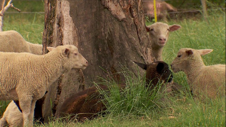 ovelha-tv-árvore (Foto: Reprodução/TV Globo )