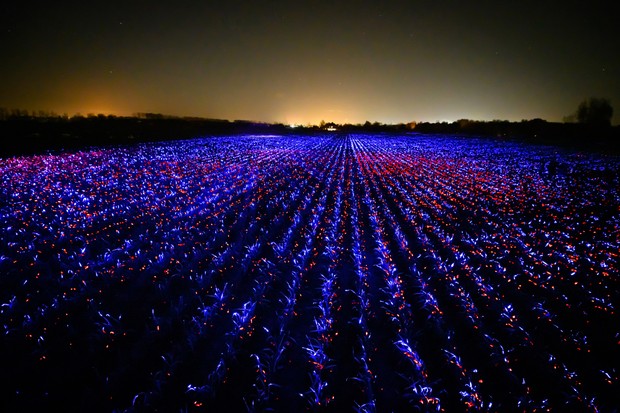 Estúdio faz show de luzes em plantação capaz de estimular crescimento da safra (Foto: Divulgação)