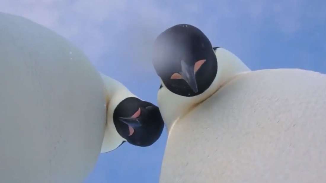 Momento de selife dos pinguins (Foto: Reprodução)