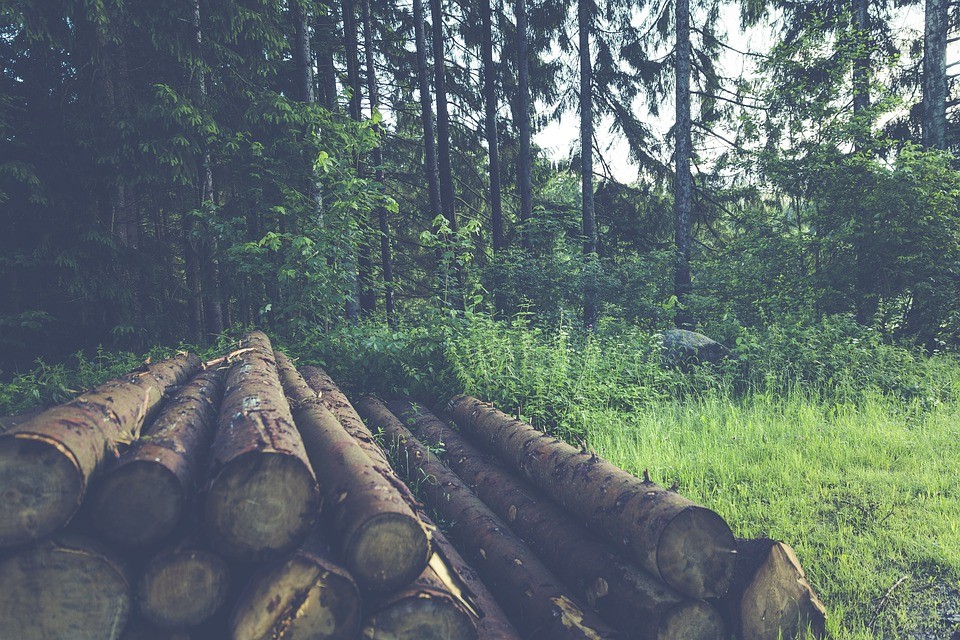 Desmatamentos são responsáveis por parte das extinções de plantas em todo o mundo (Foto: Pixabay)