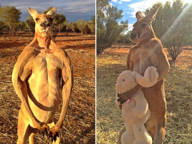Na Páscoa, o santuário postou uma foto de Roger com um coelhinho de pelúcia, presente dado por uma fã. 'Ele não sabia se devia abraçar ou matar o coelhinho', respondeu Brolga a um comentário sobre a foto (Foto: Reprodução/Facebook/The Kangaroo Sanctuary Alice Springs)