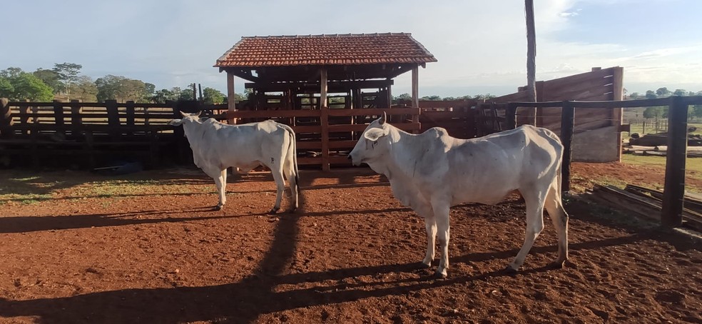 Segundo a PM, os animais já tinham sido remarcadas. — Foto: Polícia Militar 