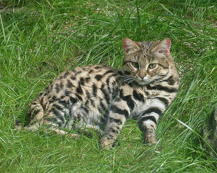 Este gato é o mais letal entre os felinos e conseguem atingir o seu alvo em 60% das vezes (Foto: Zbyszko/ Wikimedia Commons )