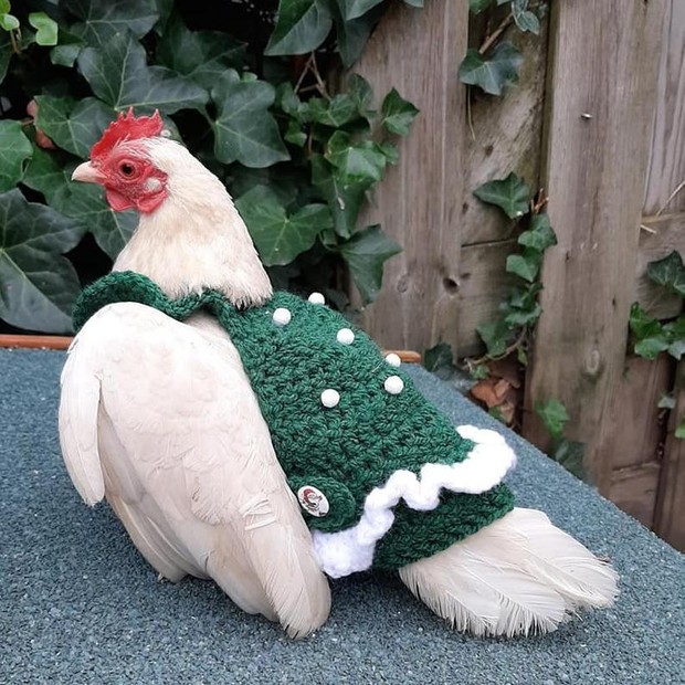 Marca holandesa faz o maior sucesso vendendo suéteres de Natal para galos e galinhas (Foto: Reprodução)