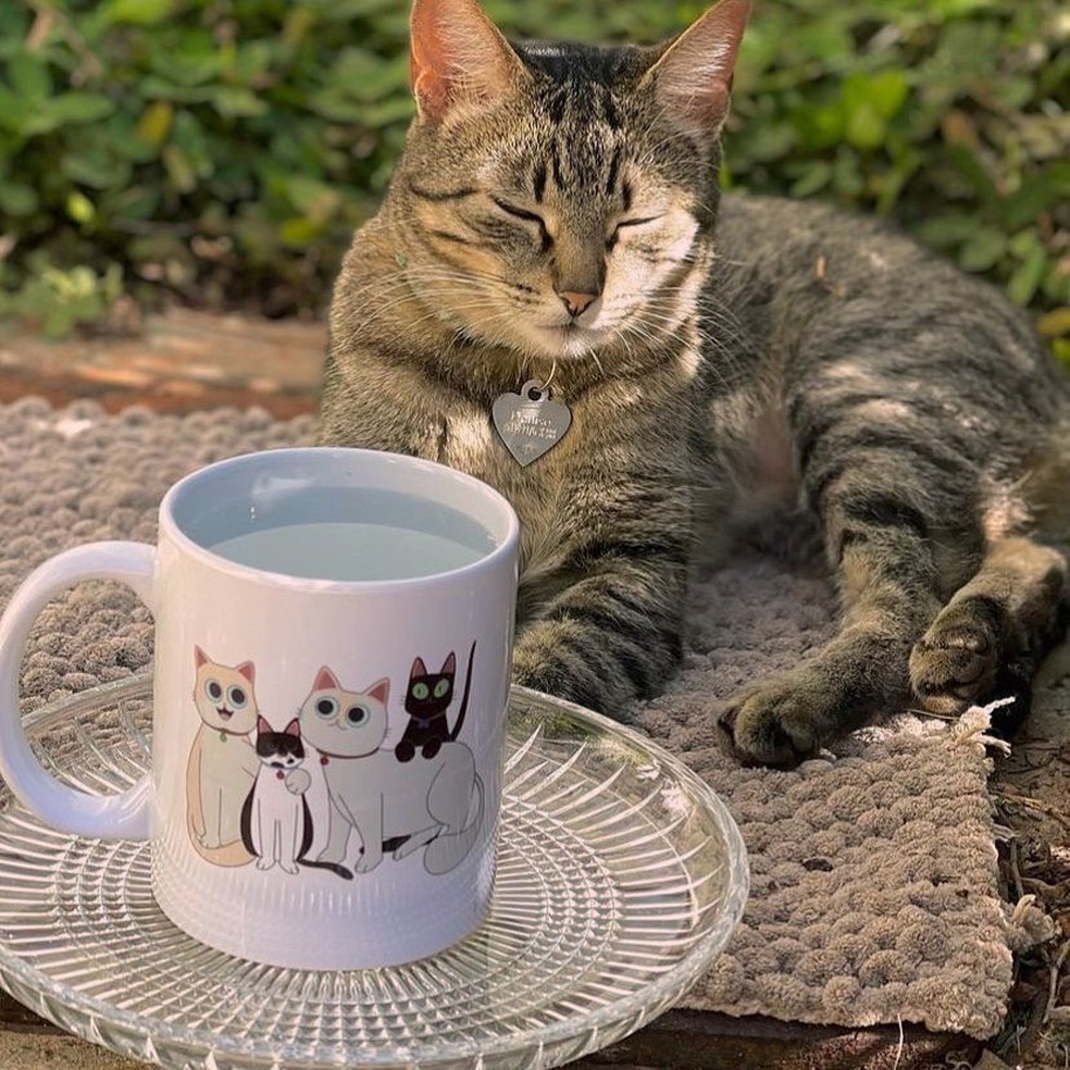 "Cat Café" é uma cafeteria que abriga felinos — Foto: Reprodução/Instagram Gato Café