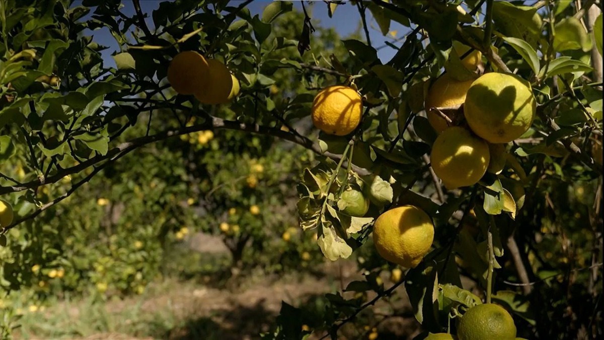 Produtor investe em cultivo de limão orgânico no frio da Serra da Mantiqueira
