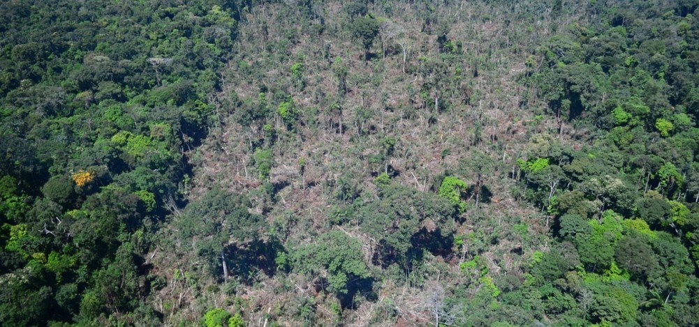 Capacidade da floresta amazônica conter CO2 foi tema de webinário em homenagem aos 60 anos da FAPESP (Foto: Vinícius Mendonça/Ibama)